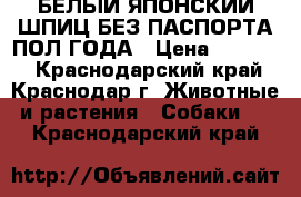 БЕЛЫЙ ЯПОНСКИЙ ШПИЦ БЕЗ ПАСПОРТА ПОЛ ГОДА › Цена ­ 10 000 - Краснодарский край, Краснодар г. Животные и растения » Собаки   . Краснодарский край